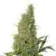 25 UND FEM - BCN POWER PLANT * SEEDSTOCKERS 25 UND FEMINIZADAS