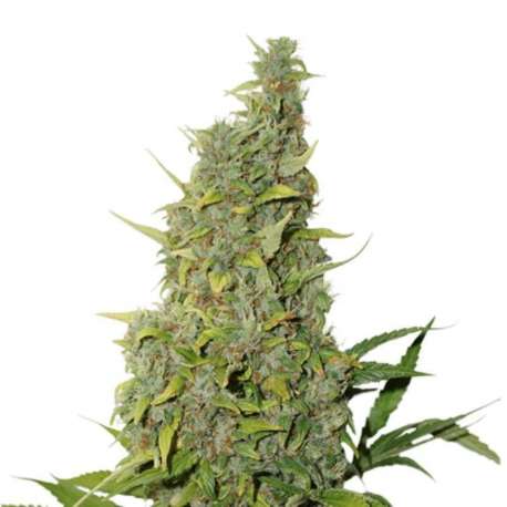 25 UND FEM - BCN POWER PLANT * SEEDSTOCKERS 25 UND FEMINIZADAS