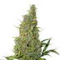 25 UND FEM - BCN POWER PLANT * SEEDSTOCKERS 25 UND FEMINIZADAS