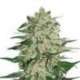 25 UND FEM - BIG BUD AUTO * SEEDSTOCKERS 25 UND FEMINIZADAS