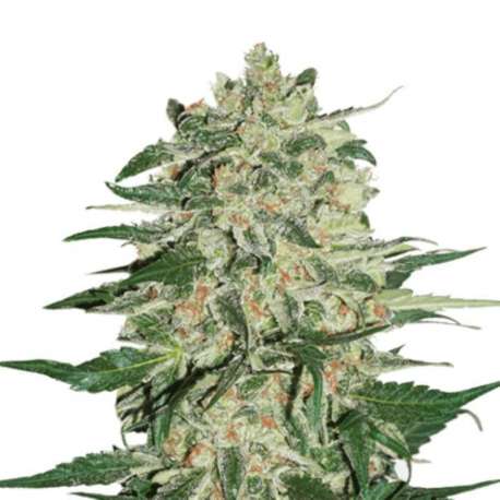 25 UND FEM - BIG BUD AUTO * SEEDSTOCKERS 25 UND FEMINIZADAS