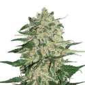 25 UND FEM - BIG BUD AUTO * SEEDSTOCKERS 25 UND FEMINIZADAS