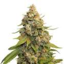 25 UND FEM - GOLDEN LEMON HAZE * SEEDSTOCKERS 25 UND FEMINIZADAS
