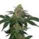 25 UND FEM - GRANDADDY CONFIDENTIAL KUSH * SEEDSTOCKERS 25 UND FEMINIZADAS