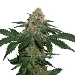 25 UND FEM - GRANDADDY CONFIDENTIAL KUSH * SEEDSTOCKERS 25 UND FEMINIZADAS