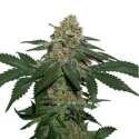 25 UND FEM - GRANDADDY CONFIDENTIAL KUSH * SEEDSTOCKERS 25 UND FEMINIZADAS