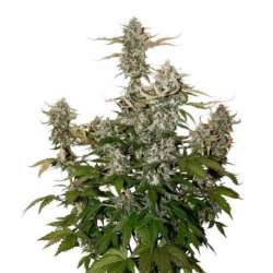 25 UND FEM - OG CANDY DAWG KUSH AUTO * SEEDSTOCKERS 25 UND FEMINIZADAS