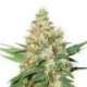 25 UND FEM - OG KUSH AUTO * SEEDSTOCKERS 25 UND FEMINIZADAS