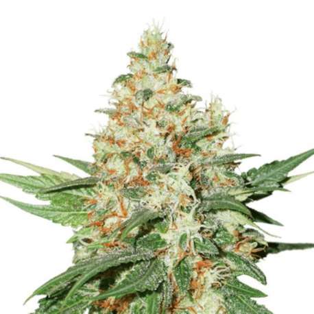 25 UND FEM - OG KUSH AUTO * SEEDSTOCKERS 25 UND FEMINIZADAS
