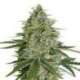 25 UND FEM - SUPER SKUNK * SEEDSTOCKERS 25 UND FEMINIZADAS