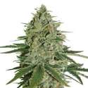 25 UND FEM - SUPER SKUNK * SEEDSTOCKERS 25 UND FEMINIZADAS