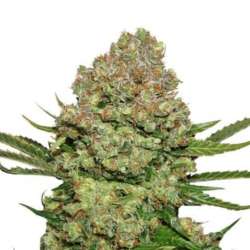 25 UND FEM - WHITE WIDOW * SEEDSTOCKERS 25 UND FEMINIZADAS