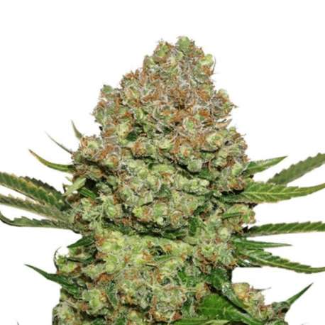 25 UND FEM - WHITE WIDOW * SEEDSTOCKERS 25 UND FEMINIZADAS