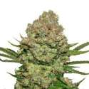 25 UND FEM - WHITE WIDOW * SEEDSTOCKERS 25 UND FEMINIZADAS