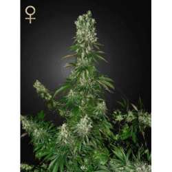 10 UND FEM - WHITE STRAWBERRY SKUNK * STRAINHUNTERS 10 UND FEMINIZADAS