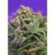 3 UND FEM - SWEET CHEESE FAST F1 VERSION ® * SWEET SEEDS 3 UND FEMINIZADAS