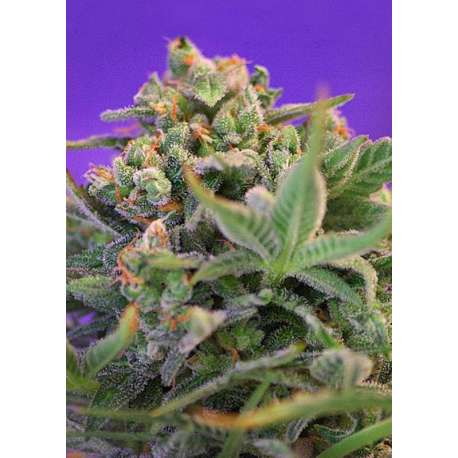 3 UND FEM - SWEET CHEESE FAST F1 VERSION ® * SWEET SEEDS 3 UND FEMINIZADAS