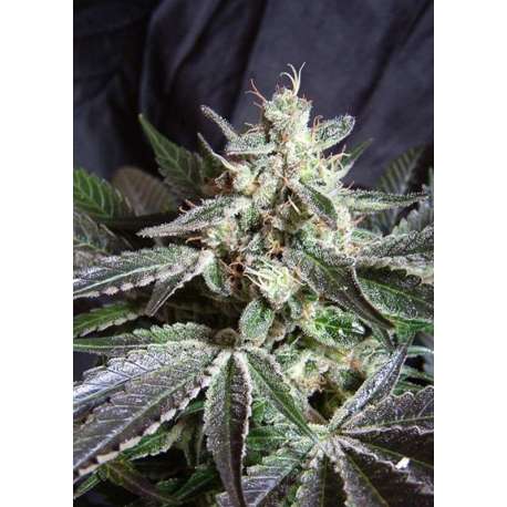 3 UND FEM - BLACK JACK F1 FAST VERSION ® * SWEET SEEDS 3 UND FEMINIZADAS