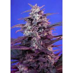 3 UND FEM -BLOODY SKUNK AUTO * SWEET SEEDS 3 UND FEMINIZADAS