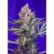 3 UND FEM - CREAM MANDARINE F1 FAST VERSION ® * SWEET SEEDS 3 UND FEMINIZADAS