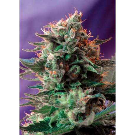 3 UND FEM - JACK 47 F1 FAST VERSION ® * SWEET SEEDS 3 UND FEMINIZADAS