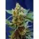 3 UND FEM - CREAM MANDARINE XL AUTO ® * SWEET SEEDS 3 UND FEMINIZADAS