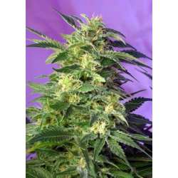 3 UND FEM - KILLER KUSH AUTO * SWEET SEEDS 3 UND FEMINIZADAS