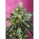 3 UND FEM - SWEET NURSE AUTO CBD ® * SWEET SEEDS 3 UND FEMINIZADAS