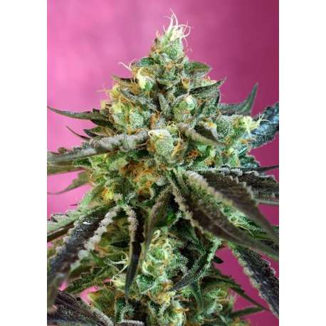 3 UND FEM - SWEET NURSE AUTO CBD ® * SWEET SEEDS 3 UND FEMINIZADAS