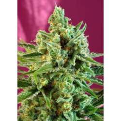 3 UND FEM - S.A.D. SWEET AFGANI DELICIOUS CBD ® * SWEET SEEDS 3 UND FEMINIZADAS