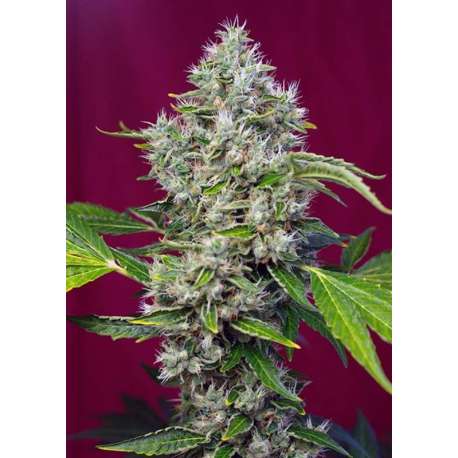 3 UND FEM - SAN FERNANDO LEMON KUSK ® * SWEET SEEDS 3 UND FEMINIZADAS