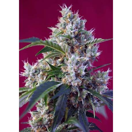 3 UND FEM - INDIGO BERRY KUSK ® * SWEET SEEDS 3 UND FEMINIZADAS