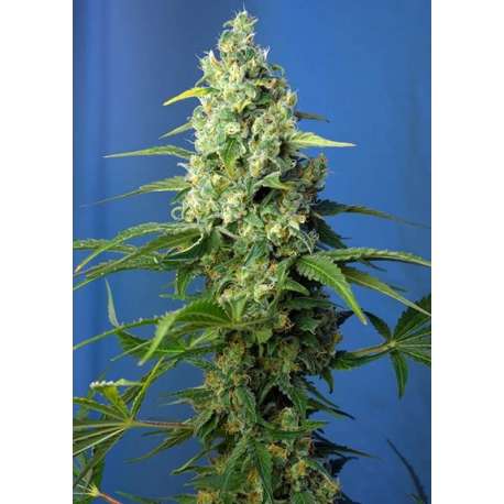 3 UND FEM - HONEY PEACH AUTO CBD ® * SWEET SEEDS 3 UND FEMINIZADAS