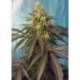 3 UND FEM - CREAM CARAMEL CBD ® * SWEET SEEDS 3 UND FEMINIZADAS