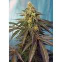 3 UND FEM - CREAM CARAMEL CBD ® * SWEET SEEDS 3 UND FEMINIZADAS