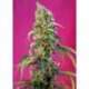 3 UND FEM - BLACK JACK CBD ® * SWEET SEEDS 3 UND FEMINIZADAS