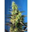 3 UND FEM - ICE COOL CBD ® * SWEET SEEDS 3 UND FEMINIZADAS