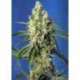 3 UND FEM - GREEN POISON CBD ® * SWEET SEEDS 3 UND FEMINIZADAS