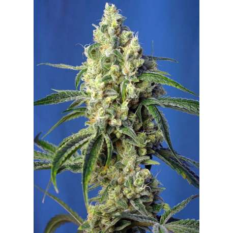 3 UND FEM - GREEN POISON CBD ® * SWEET SEEDS 3 UND FEMINIZADAS