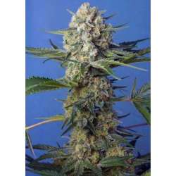 3 UND FEM - CRYSTAL CANDY F1 FAST VERSION ® * SWEET SEEDS 3 UND FEMINIZADAS