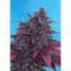 5 UND FEM - DARK DEVIL AUTO * SWEET SEEDS 5 UND FEMINIZADAS
