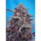 5 UND FEM -DEVIL CREAM AUTO * SWEET SEEDS 5 UND FEMINIZADAS