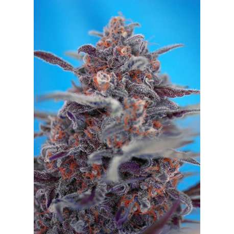 5 UND FEM -DEVIL CREAM AUTO * SWEET SEEDS 5 UND FEMINIZADAS
