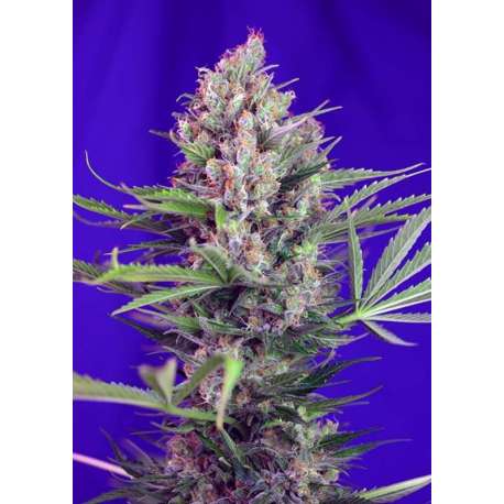 5 UND FEM - CREAM MANDARINE F1 FAST VERSION ® * SWEET SEEDS 5 UND FEMINIZADAS