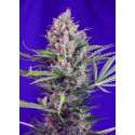 5 UND FEM - CREAM MANDARINE F1 FAST VERSION ® * SWEET SEEDS 5 UND FEMINIZADAS