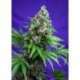 5 UND FEM - KILLER KUSH F1 FAST VERSION ® * SWEET SEEDS 5 UND FEMINIZADAS
