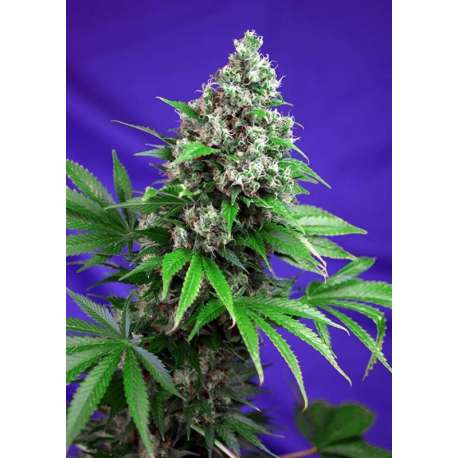 5 UND FEM - KILLER KUSH F1 FAST VERSION ® * SWEET SEEDS 5 UND FEMINIZADAS