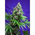 5 UND FEM - KILLER KUSH F1 FAST VERSION ® * SWEET SEEDS 5 UND FEMINIZADAS