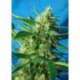 5 UND FEM - ICE COOL AUTO ® * SWEET SEEDS 5 UND FEMINIZADAS