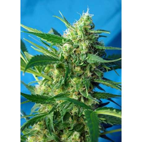 5 UND FEM - ICE COOL AUTO ® * SWEET SEEDS 5 UND FEMINIZADAS